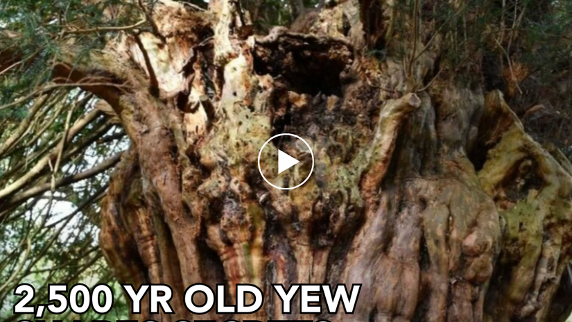 Meet a 2,000 year old Yew Tree